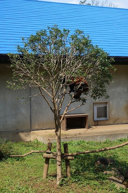 木登りするレッサーパンダ